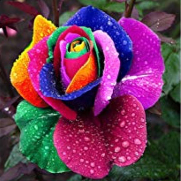 Meet your Posher, “Prosperou MeMe” - Picture 1 of 1